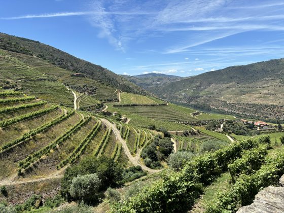 A vista featuring vineyards with mountains in the distance in Portugal.
